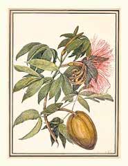 Dabei handelt es sich zum einen um deutsche botanische Zeitschriften aus dem Zeitraum 1753 1914 und zum anderen um Bilder der Frankfurter Malerin Louise von Panhuys (1763 1844).