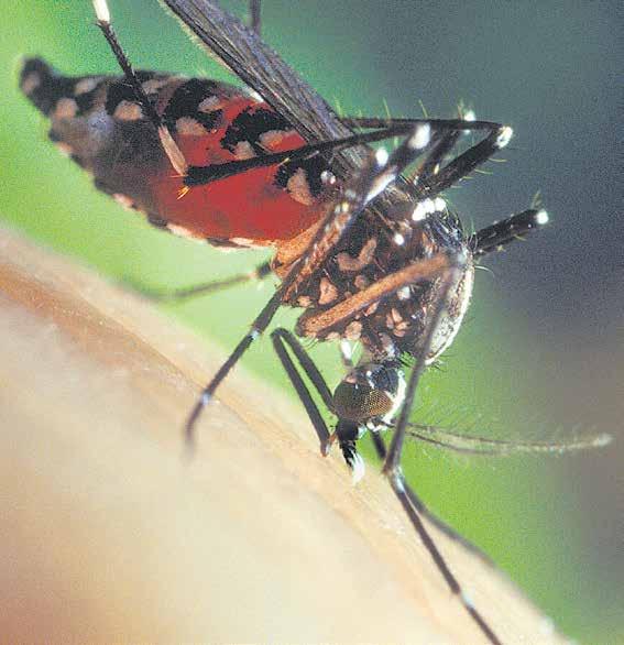 Forschung UniReport Nr. 4 5. Juli 2013 9 Stechmücken gehören weltweit zu den wichtigsten Überträgern von Infektionserregern.