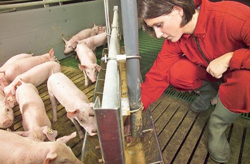 LVAT Ruhlsdorf, Brandenburg Tryptophan- Zulage im Futter In der Lehr- und Versuchsanstalt für Tierzucht und Tierhaltung Ruhlsdorf/ Groß Kreutz werden die Auswirkungen des Kupierverzichts vom Absetzen