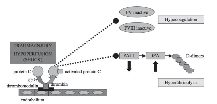 Interaktion von aktiviertem Protein C, Koagulation und Fibrinolyse Activated protein C in excess will consume PAI-1 and thus lead to a enhanced