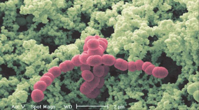 Entdeckungen und Entwicklungen Bakterien auf sehr viel angenehmere Weise näher, als das bei den Krankheitserregern der Fall ist.