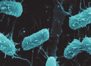 25 Jahre VAAM Escherichia-coli-Zellen auf Blasenepithel. Foto: Hilde Merkert, Würzburg. man sich dieser E.