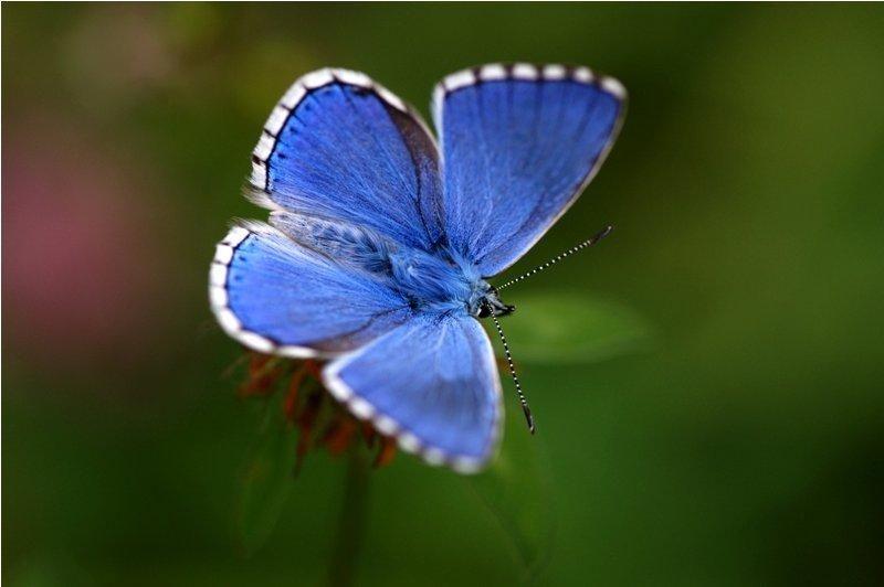 Abbildung 7: Der Himmelblaue Bläuling ist ein optisches Highlight unter den heimischen Tagfaltern.