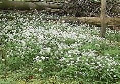 Kulp Scharbockskraut und Buschwindröschen sind bekannte Boten des Frühlings und bilden reich blühende Teppiche.