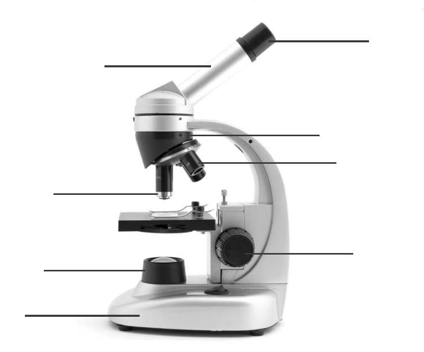 1. Mikroskopieren Tragen: Am Stativ fest anfassen! Ein Mikroskop ist schwer. Aufbewahren: a. Das Kabel vollständig abwickeln. b. Den Stecker in di