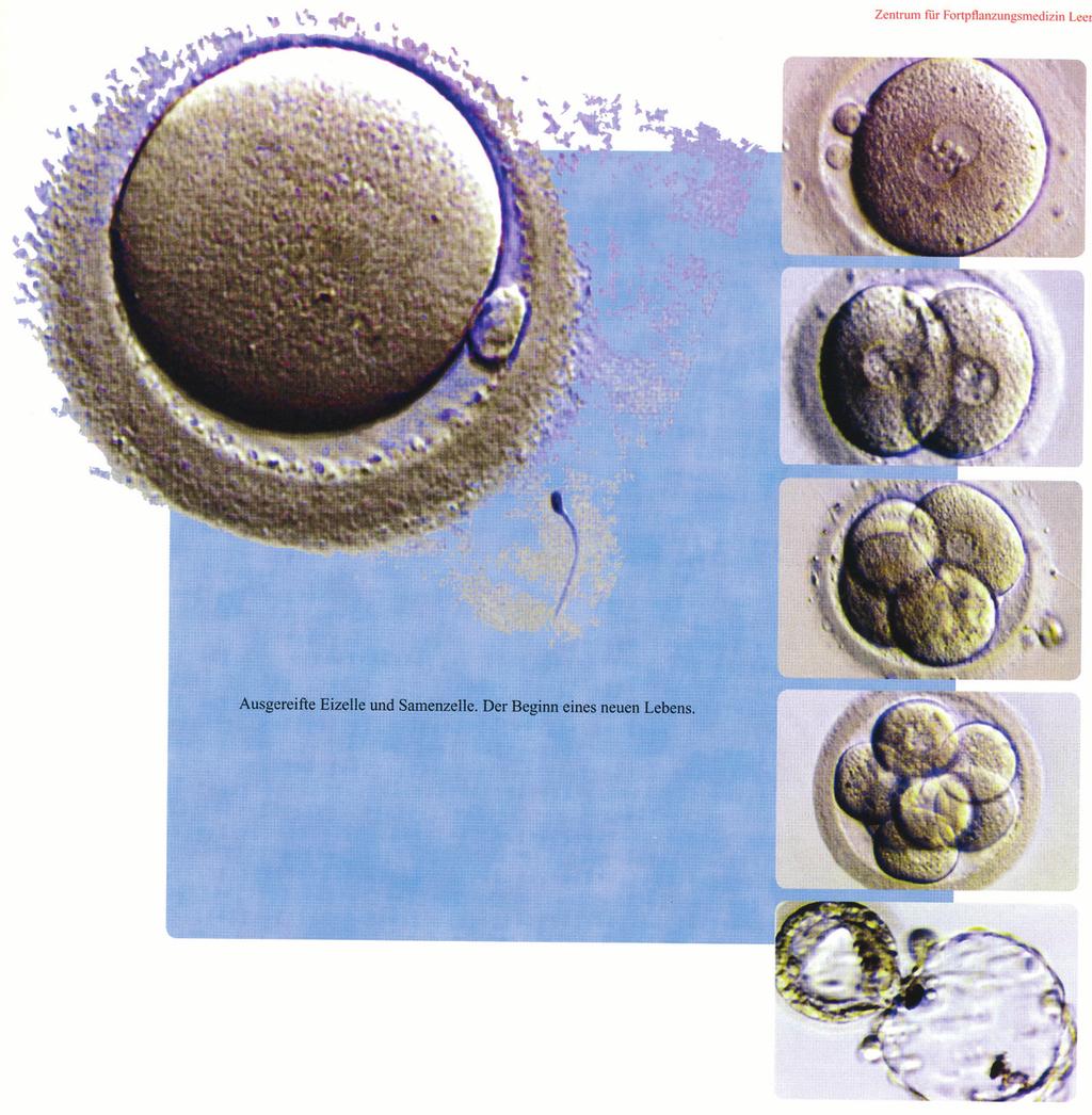 Ausgereifte Eizelle und Samenzelle.