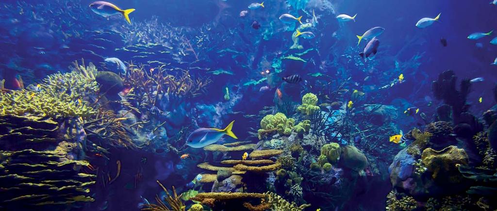 000 Stunden 230 V Genesis UVC-Strahler machen die chemische Entkeimung im Aquarium überflüssig. Sie sorgen für klares, gesundes Wasser - auch bei dichtem Fischbesatz.