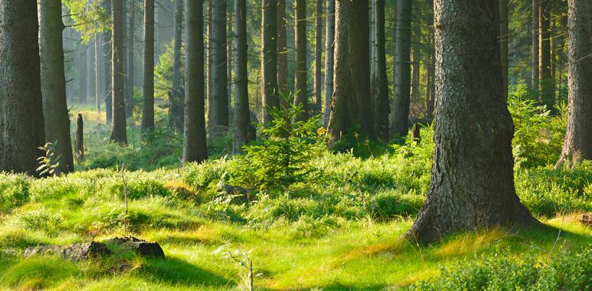 Lebenszyklus des Baumes Ein natürlicher Kreislauf Der Wald bindet enorme Mengen an Kohlenstoffdioxid und trägt so wesentlich zum Klimaschutz bei.