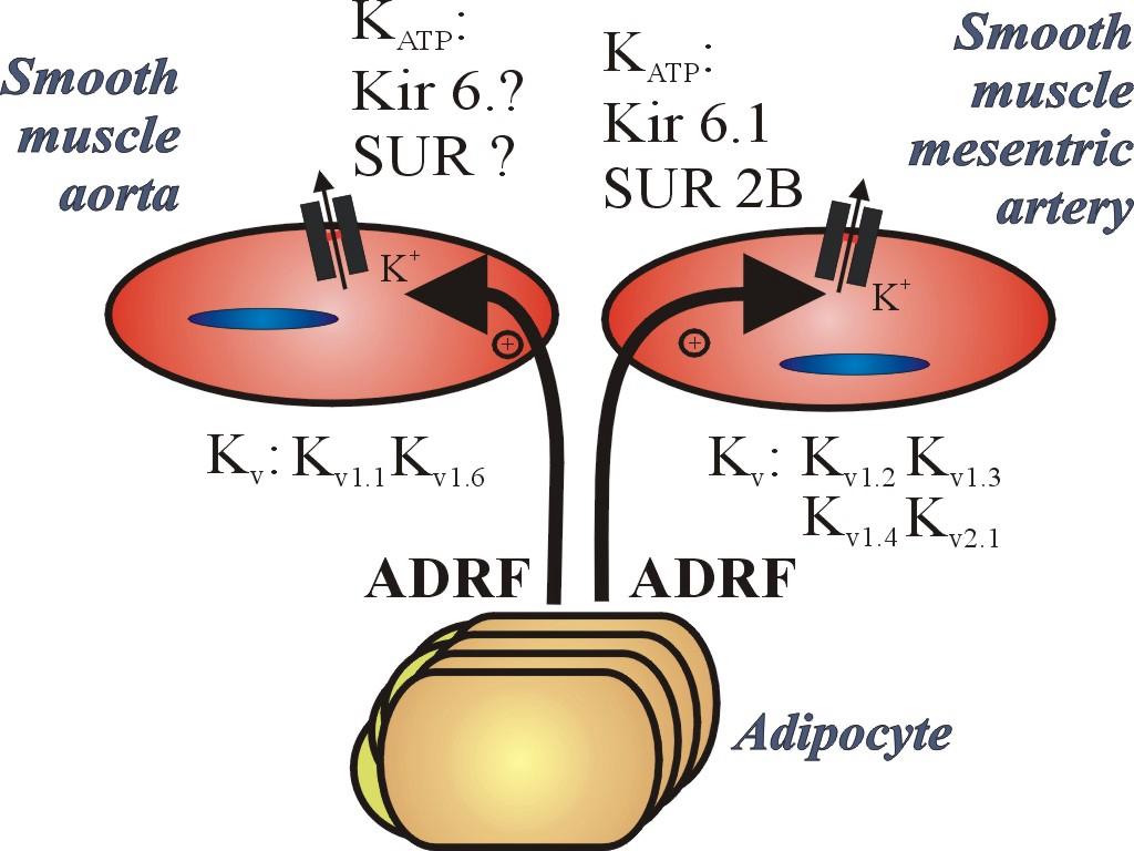 Diskussion 88 spezifische K V -Kanaltypen in der Mesenterialarterie gibt, die die antikontraktile Wirkung von ADRF in der Mesenterialarterie vermitteln und nicht in der Aorta exprimiert werden.