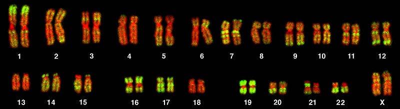 Chromosomenveränderung Die X-ähnliche Form tritt nur in einem kurzen Abschnitt während der Zellkernteilung (Mitose)