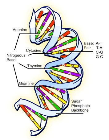 Aufbau der DNA DNS: Desoxyribonukleinsäure Biologische Grundlagen Transskription der DNA Biologische Grundlagen DNA ist Träger der Erbinformation Um an die Information zu gelangen wird die DNA an der
