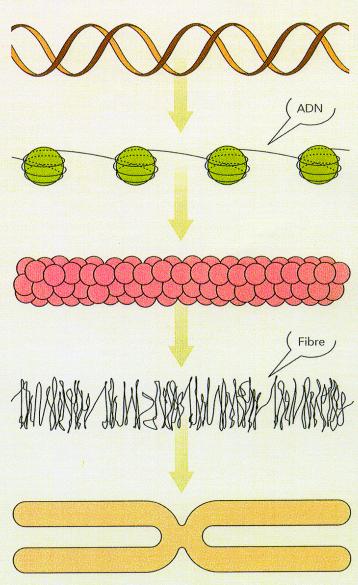 Replikation der DNA Biologische Grundlagen Doppelhelix wird als Vorbereitung der Zellteilung aufgespalten An beiden Teilsträngen Synthese durchgeführt durch das Enzym α-polymerase Am Schluss