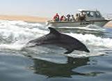 7. Tag: Heure morgen fahren Sie zur Walvisbay, um an einer Delphin Bootsfahrt teilzunehmen.
