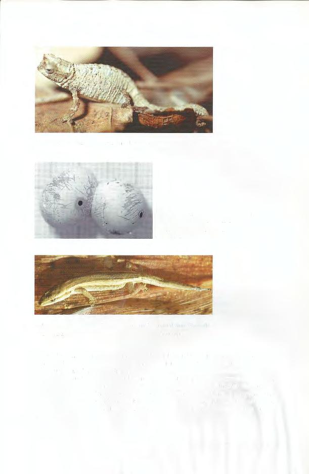 , JENS KRÜGER Abb. 2. Brookesia tuberculata aus dem / from Montagne d' Ambre. Abb. 3. Von einem Insekt parasitiertes Gelege von Geckolepis maculata.