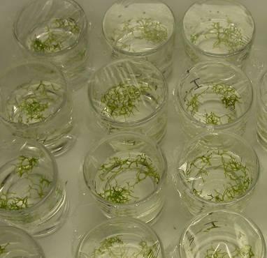 Von dem Testorganismus Lemna gibba wurden je Becherglas 4 Fronds eingesetzt. Von Riccia fluitans wurden 0,05 g je Becherglas eingesetzt.