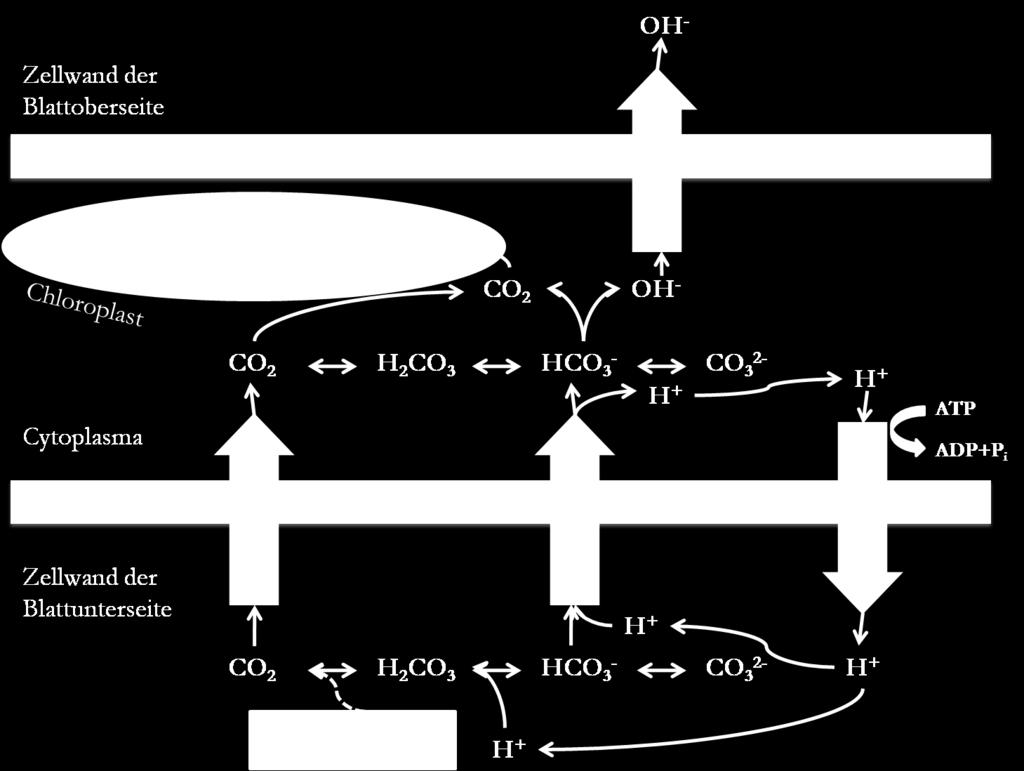 Die Reaktion von H 2 CO 3 zu CO 2 + H 2 O (und umgekehrt) verläuft rein chemisch relativ langsam (9,4 x 10-7 m -3 s -1 ), kann aber durch Carboanhydrase-Enzyme enorm beschleunigt werden.
