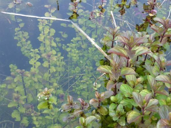 Wasser-Minze (Mentha aquatica) ist eine dikotyle, amphibische Pflanze.