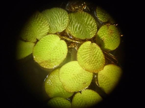 Die beiden grünen Schwimmblätter eines Quirls sind elliptisch bis nahezu rundlich mit einer kleinen herzförmigen Einkerbung am Blattansatz.
