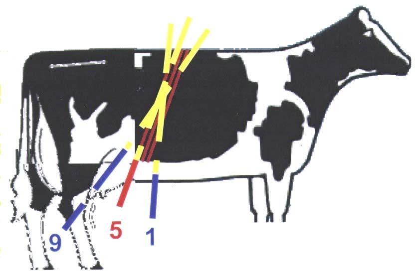 Nach längerer Diskussion in den Fachgremien und unter Praktikern wurde auf Beschluss des Deutschen Holsteinve