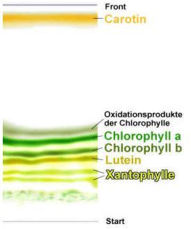Chromatographie Definition: Chromatographie chroma Farbe (griech.) graphein schreiben (griech.