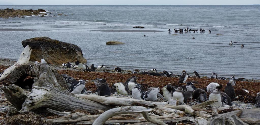 Punta Arenas Tag 16: Pinguine, Seelöwen und Delfine Die vor Punta Arenas liegende Insel Magdalena wird jedes Jahr zwischen Oktober und April Brutplatz von mehr als 120 000 Pinguinen.