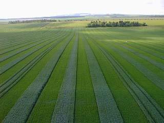 Saatgutproduktion für Hybridweizen in Frankreich Komm.