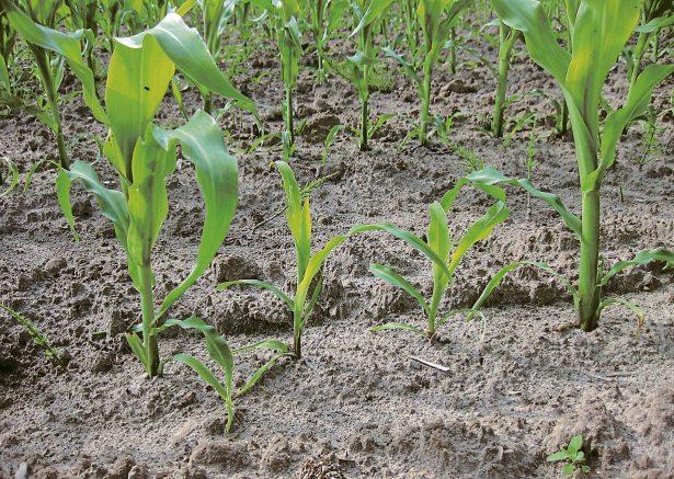 Wochenblatt für Landwirtschaft und Landleben Unter erschwerten Auflaufbedingungen sind häufig schwache Spätaufläufer zwischen den größeren Maispflanzen zu finden, die kaum zum Ertrag beitragen.