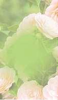 Die Palette der Zwiebelblumen reicht von den kleinblütigen Schneeglöckchen und Winterlingen über Krokusse, Iris, Traubenhyazinthen bis hin zu Tulpen, Narzissen und Hyazinthen.