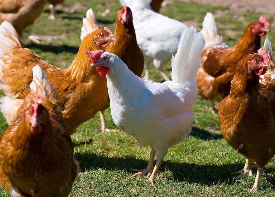 Zusätzlich haben die Hühner die Möglichkeit sich tagsüber auf einer dem Stall angegliederten Wiese frei zu