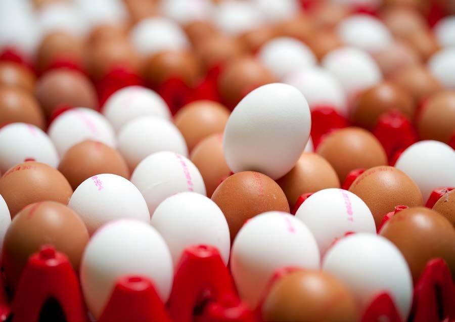 Unsere Eier sind zertifiziert KAT Verein für kontrollierte alternative Tierhaltungsformen e.v. Der Geflügelhof Zapf ist ein von KAT zertifizierter und kontrollierter Betrieb.