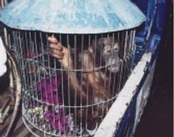 BOS: Borneo Orangutan Survival Foundation http://de.wikipedia.