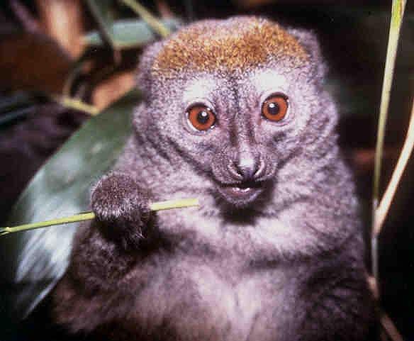 Hapalemur (Hapalemur griseus alaotrensis) Hochsozialer, kleiner Lemur, lebt in Familiengruppen