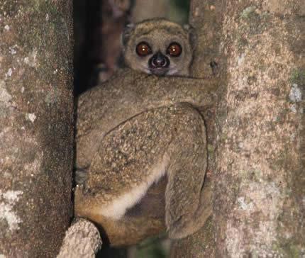 Neue Lemurenart nach John Cleese benannt Zwei Schweizer Forscher haben eine neue Lemurenart beschrieben.