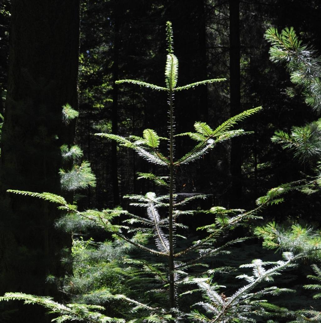 Wachstum des Waldes Forstkreis 2 Zunahme, soweit genügend Wasser vorhanden