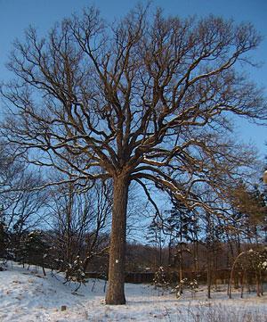 Baumhasel (Corylus colurna) Vorkommen: Balkan, Türkei, Nordiran bis Afghanistan Ansprüche: Kommt sowohl auf tiefgründigen,