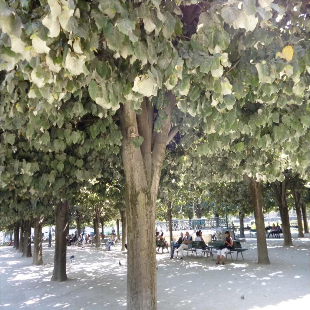 1 erwachsener Baum besitzt dieselbe Kühlleistung wie 10 Klimaanlagen!