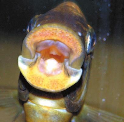 Die dichten Zahnreihen werden sichtbar, sobald Petrochromis sp. aff. ephippum Moshi Yellow versucht Algen von der Aquarienscheibe zu raspeln. Steinen verankert sind.
