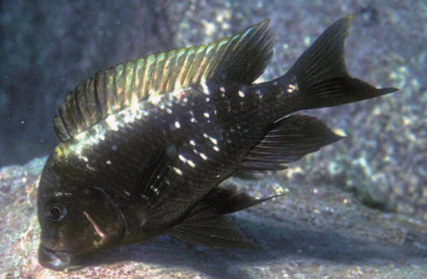 seitlichen Kopfbewegungen abgerissen werden. Petrochromis hingegen ernährt sich vorwiegend von einzelligen Algen (hauptsächlich Kieselalgen), die an den Fadenalgen und auch an den Steinen festhaften.