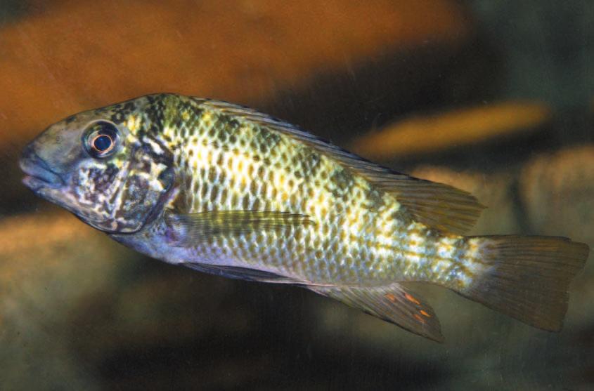 lich aufgefallen, dass Tropheus nicht von den größeren Petrochromis aus dessen Revieren vertrieben wird.