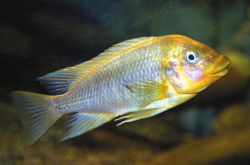 Petrochromis-Arten Petrochromis gehört zur Gattungsgruppe Tropheini. Damit sind seine nächsten Verwandten Tropheus, Simochromis, Pseudosimochromis und Lobochilotes (Takahashi et al. 1998).