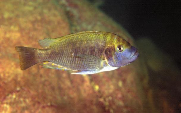 Petrochromis fasciolatus von Kambwimba Unten: Petrochromis sp.