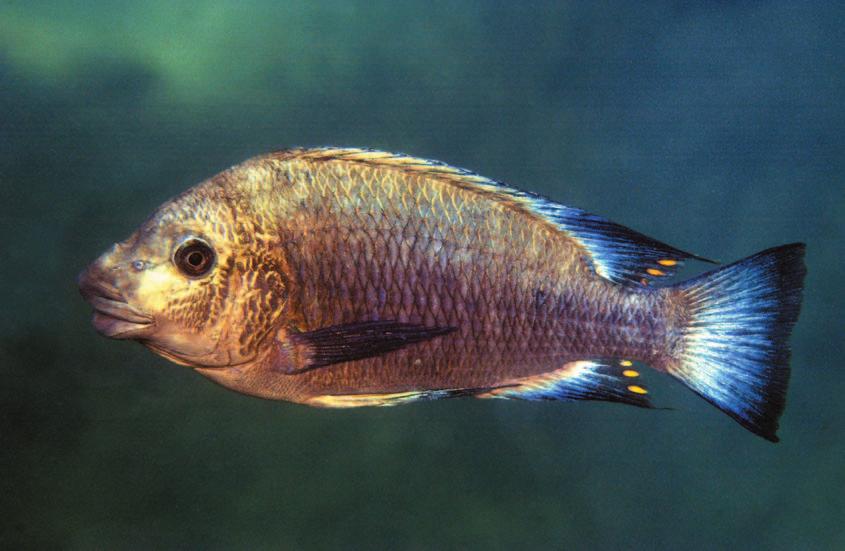 ephippium Moshi Yellow zu den beliebteren Petrochromis- Ar