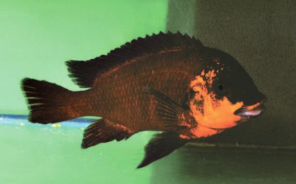 Aquarienaufnahme von Petrochromis sp. Red Unten: Petrochromis polyodon von Nangu Seite 103: Petrochromis sp. aff.