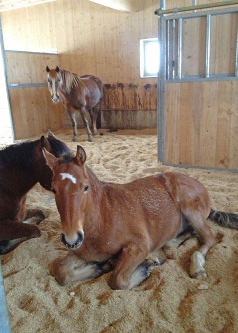 Im Stall sind die Pferde meistens in kleinen Gruppen zusammen und liegen oft auch gemeinsam.