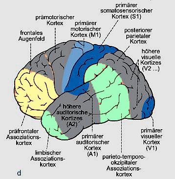 3.2 Mentales Training Psychoneuromuskuläre-Hypothese Befunde: Roland, Larsen, Lassen und Skinhoj(1982) 1