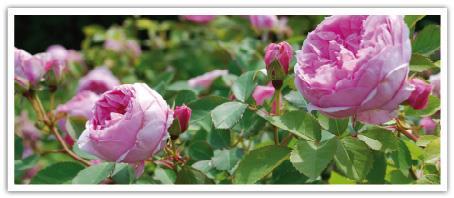 Der zentralgelegene Park beherbergt neben einem Duftgarten ein Schmetterlingshaus und ein Rosarium mit über 1000 Rosensorten.