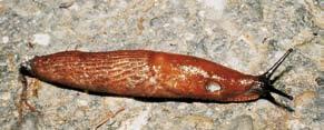 Spanische Wegschnecke Die am häufigsten vorkommenden Schneckenarten Genetzte Ackerschnecke Spanische Wegschnecke (Arion lusitanicus): Die zwischen 7 bis 14 cm große Spanische Wegschnecke ist sehr