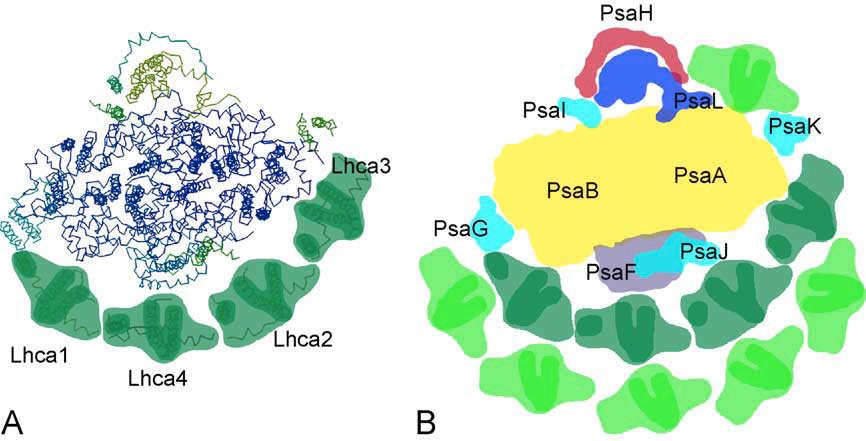 Es handelt sich dabei um einen membranassoziierten Antennenkomplex, der aus 5 unterschiedlichen monomeren Antennenproteinen, Lhca1 bis Lhca5 besteht (Ganeteg et al., 2004). A B Abbildung 1.