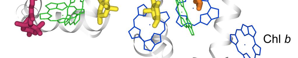 8 Chl a (grün); 2 Luteine (gelb) 1 Xanthophyllzykluspigment (rot) 6 Chl b (blau); 1 Neoxanthin (orange) Alle LHC-Proteine haben neben Chl a und Chl b zusätzlich bis zu vier Carotinoide gebunden,