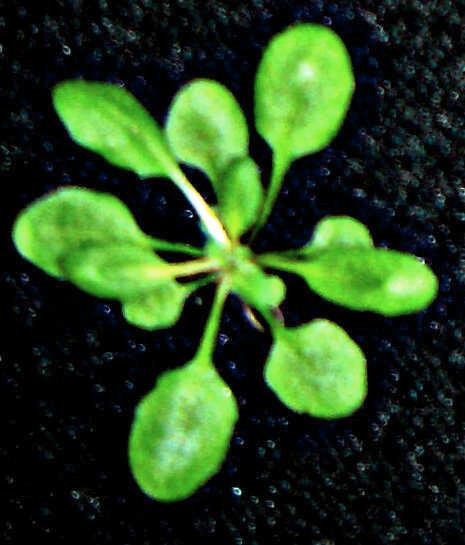 wellenlängenspezifischen Fluoreszenz und der zeitaufgelösten Fluoreszenzspektroskopie an intakten Blättern von Arabidopsis-Pflanzen (WT und verschiedene spezifische